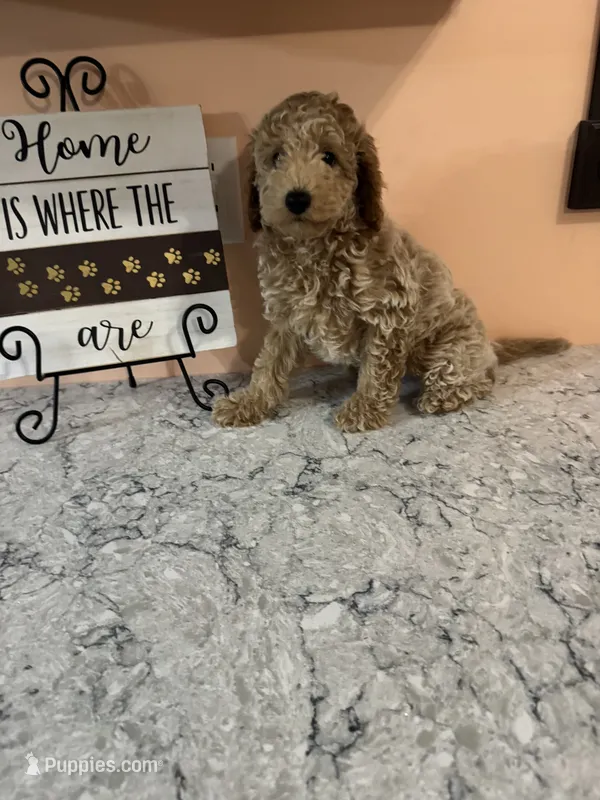 Dexter – Poodle - Toy  puppy for sale in Paw Paw, MI