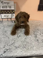Dozer, a male Poodle - Toy  for sale in Paw Paw, MI – 2 of 2