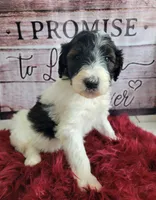 Gator, a male Sheepadoodle for sale in Paw Paw, MI – Photo 1 of 3