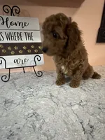 Dori, a female Poodle - Toy  for sale in Paw Paw, MI – 2 of 2