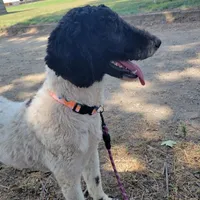 Layla, a female Poodle for sale in Paw Paw, MI – Photo 3 of 3