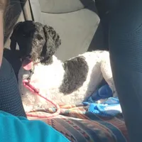 Layla, a female Poodle for sale in Paw Paw, MI – Photo 1 of 3