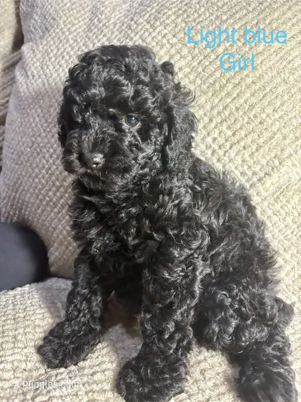 Unnamed (light blue collar)