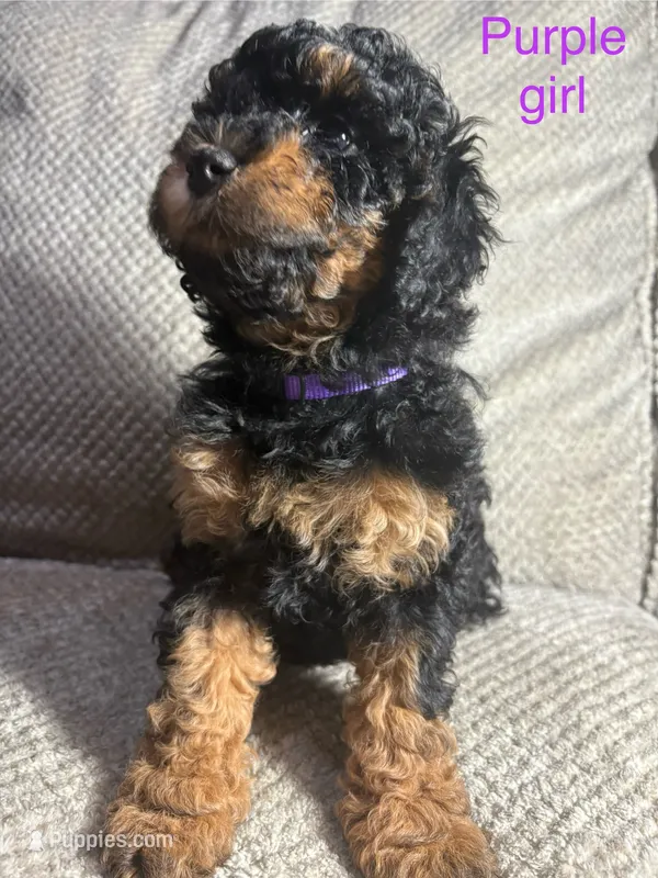 Unnamed (purple collar)