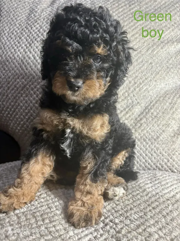 Unnamed (green collar)