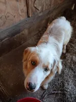 Pokie Dot , a male Australian Shepherd for sale in Poplarville, MS – Photo 2 of 4
