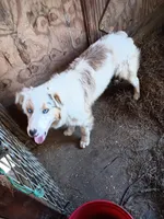 Pokie Dot , a male Australian Shepherd for sale in Poplarville, MS – Photo 3 of 4