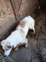 Pokie Dot , a male Australian Shepherd for sale in Poplarville, MS – Photo 4 of 4