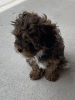 Oscar, a female Shihpoo for sale in Ste. Genevieve, MO – 3 of 9