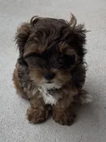 Oscar, a female Shihpoo for sale in Ste. Genevieve, MO – 2 of 9
