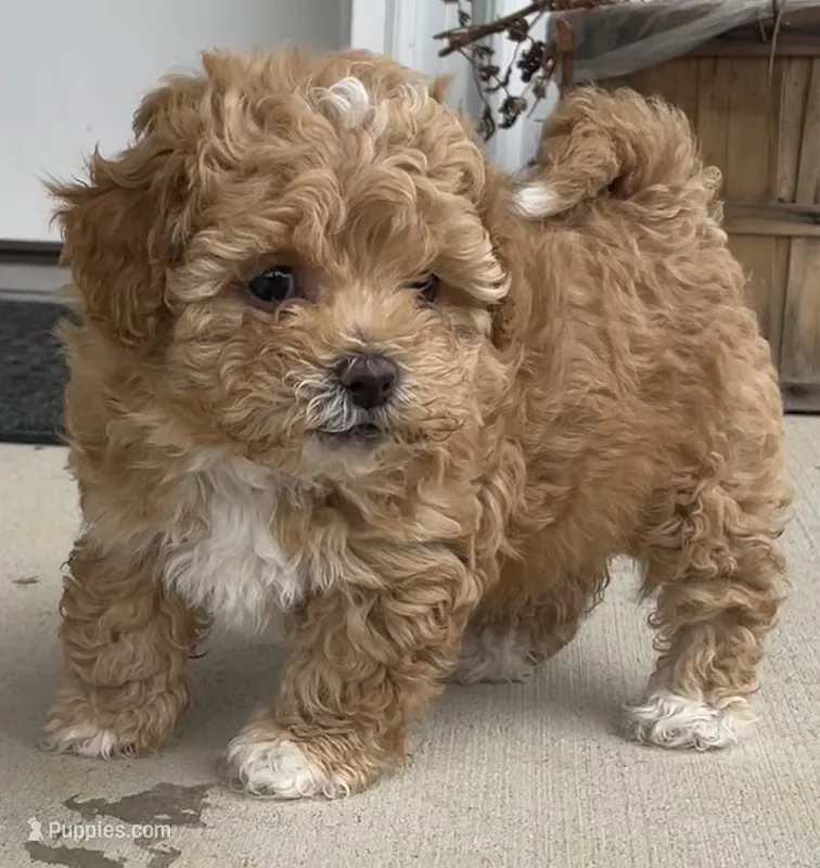 Pumpkin – Shihpoo puppy for sale in Ste. Genevieve, MO