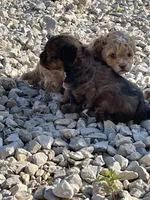Pumpkin, a female Shihpoo for sale in Ste. Genevieve, MO – 6 of 6