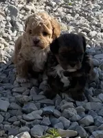 Pumpkin, a female Shihpoo for sale in Ste. Genevieve, MO – 4 of 6
