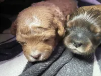 Pumpkin, a female Shihpoo for sale in Ste. Genevieve, MO – 3 of 6