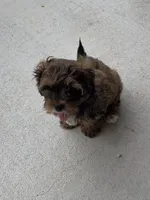 Oscar, a female Shihpoo for sale in Ste. Genevieve, MO – 5 of 9