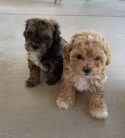 Pumpkin, a female Shihpoo for sale in Ste. Genevieve, MO – 5 of 6