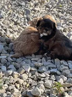 Oscar, a female Shihpoo for sale in Ste. Genevieve, MO – 7 of 9
