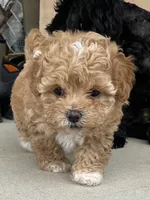 Pumpkin, a female Shihpoo for sale in Ste. Genevieve, MO – 2 of 6