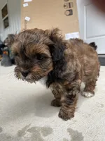 Oscar, a female Shihpoo for sale in Ste. Genevieve, MO – 9 of 9