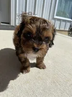 Oscar, a female Shihpoo for sale in Ste. Genevieve, MO – 6 of 9