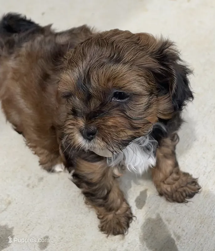 Oscar – Shihpoo puppy for sale in Ste. Genevieve, MO