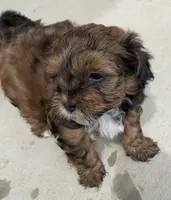 Oscar, a female Shihpoo for sale in Ste. Genevieve, MO – 1 of 9