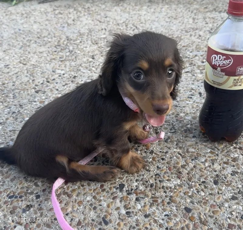 Ladii – Miniature Dachshund puppy for sale in Fort Worth, TX
