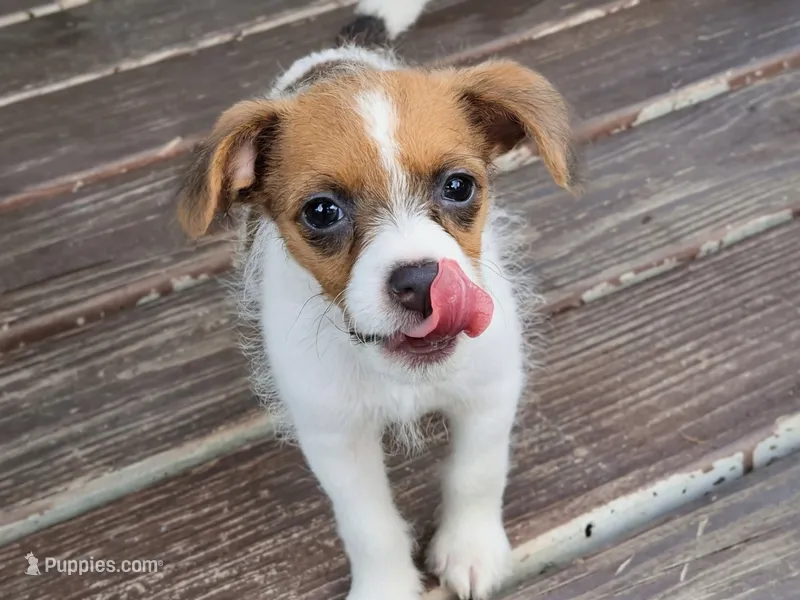 Malchi – Malchi puppy for sale in Knoxville, TN