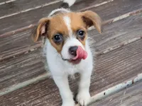 Malchi, a male Malchi for sale in Knoxville, TN – 1 of 5
