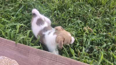 Malchi, a male Malchi for sale in Knoxville, TN – 4 of 5