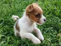Malchi, a male Malchi for sale in Knoxville, TN – 2 of 5