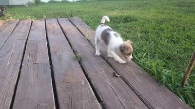 Malchi, a male Malchi for sale in Knoxville, TN – 5 of 5