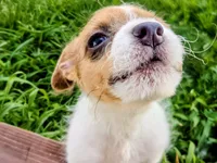 Malchi, a male Malchi for sale in Knoxville, TN – 3 of 5