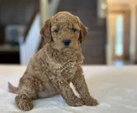 Lulu, a female Miniature Goldendoodle for sale in Bluffton, IN – 8 of 10