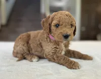 Poppy, a female Miniature Goldendoodle for sale in Bluffton, IN – 2 of 5