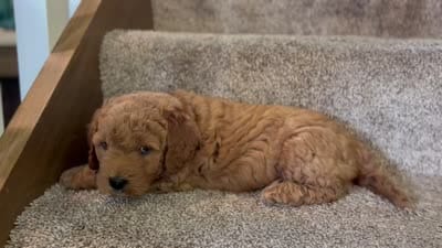 Eddie, a male Miniature Goldendoodle for sale in Bluffton, IN – 6 of 6