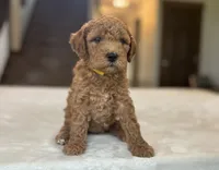 Raya, a female Miniature Goldendoodle for sale in Bluffton, IN – 5 of 6
