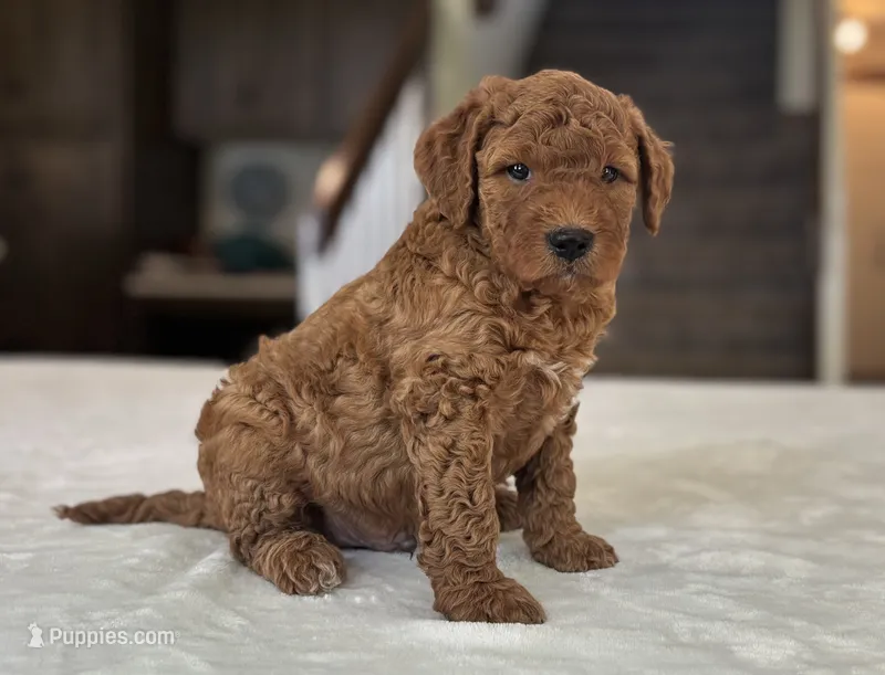 Wally – Miniature Goldendoodle puppy for sale in Bluffton, IN