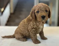 Eddie, a male Miniature Goldendoodle for sale in Bluffton, IN – 1 of 6