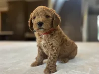 Eddie, a male Miniature Goldendoodle for sale in Bluffton, IN – 3 of 6