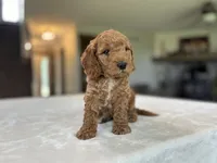 Bruno, a male Miniature Goldendoodle for sale in Bluffton, IN – 4 of 7