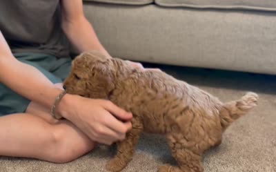 Lulu, a female Miniature Goldendoodle for sale in Bluffton, IN – 10 of 10