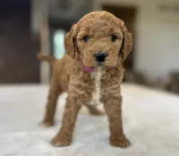 Poppy, a female Miniature Goldendoodle for sale in Bluffton, IN – 3 of 5