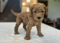 Raya, a female Miniature Goldendoodle for sale in Bluffton, IN – 4 of 6