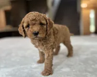 zuri, a female Miniature Goldendoodle for sale in Bluffton, IN – 2 of 5