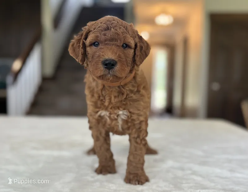 Wally – Miniature Goldendoodle puppy for sale in Bluffton, IN