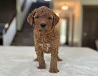 Wally, a male Miniature Goldendoodle for sale in Bluffton, IN – 5 of 6