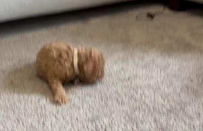 zuri, a female Miniature Goldendoodle for sale in Bluffton, IN – 5 of 5