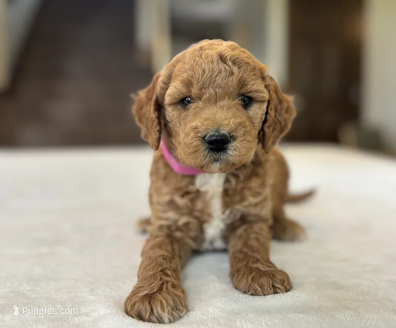Poppy – Miniature Goldendoodle puppy for sale in Bluffton, IN