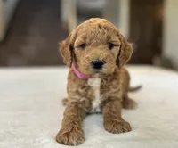 Poppy, a female Miniature Goldendoodle for sale in Bluffton, IN – 1 of 5